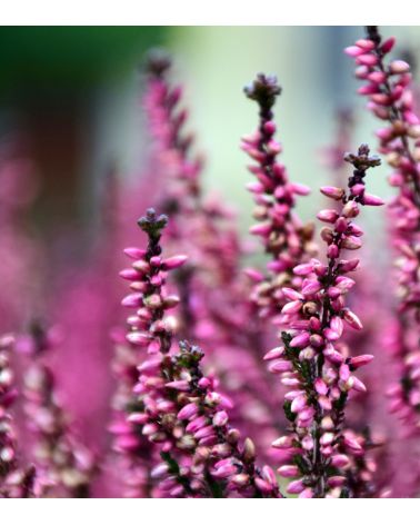 Infusion 100% naturelle Bruyère 30g