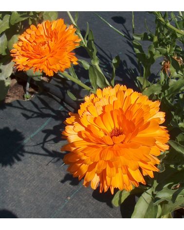 Infusion 100% naturelle Calendula 30g